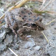 Frog, amphibian, KRCA